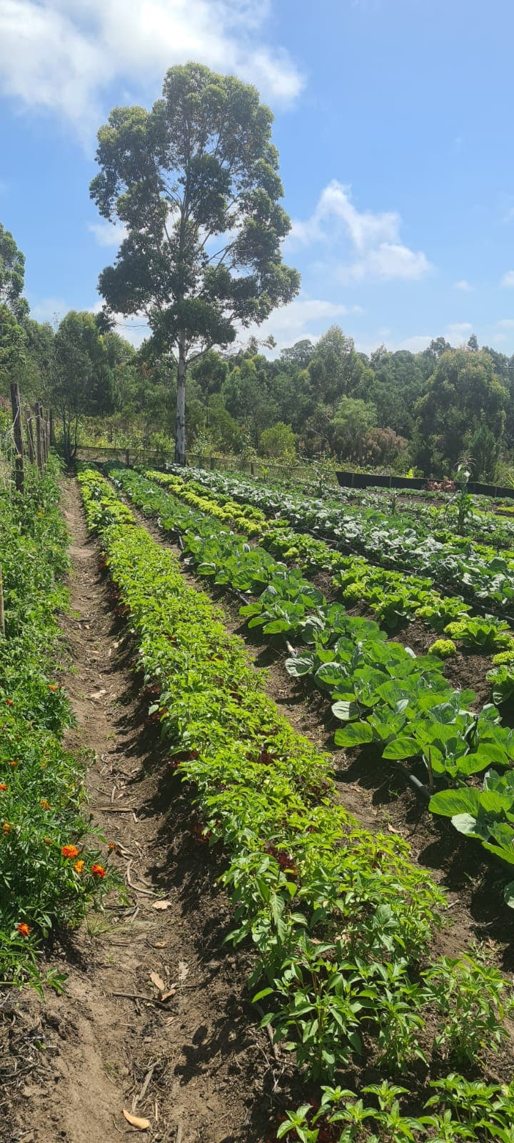 Sabrina's Farm - The Hub